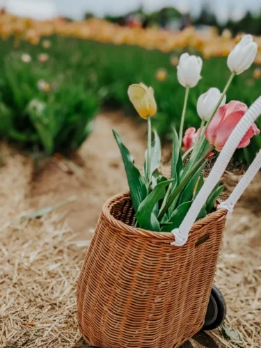 L’expérience inoubliable de l’autocueillette de tulipes