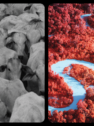 Plongée immersive dans l’Amazonie : exposition « Broken Spectre » de Richard Mosse au Phi à Montréal