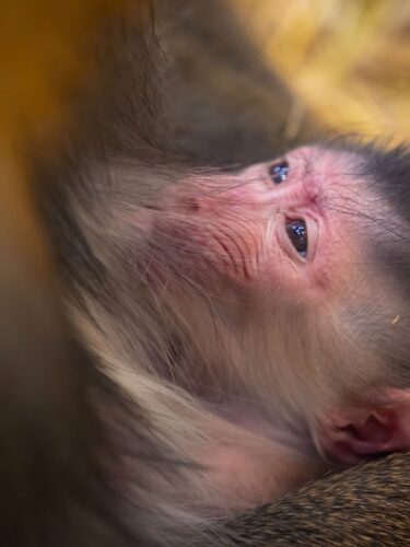 Nouvelles naissances au Zoo de Granby