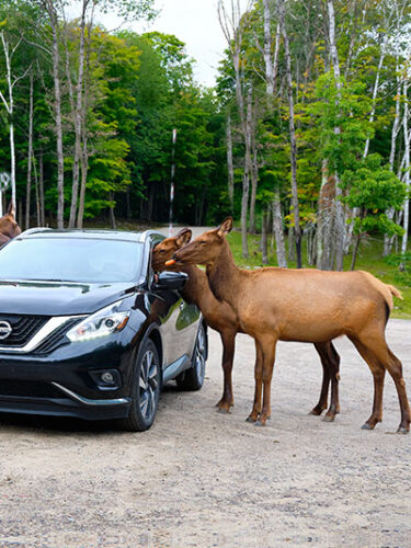 Parc Oméga : Nature et faune en liberté à Montebello