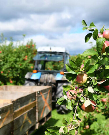 Découvrez les activités incontournables du Verger Charbonneau pendant le temps des pommes