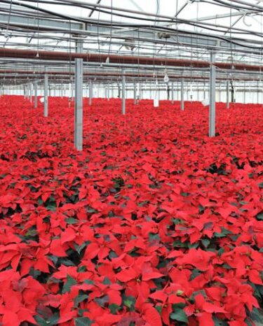 La magie des poinsettias de Noël aux Serres Cléroux à Laval