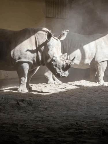 Deux nouvelles vedettes au Zoo de Granby cet été!