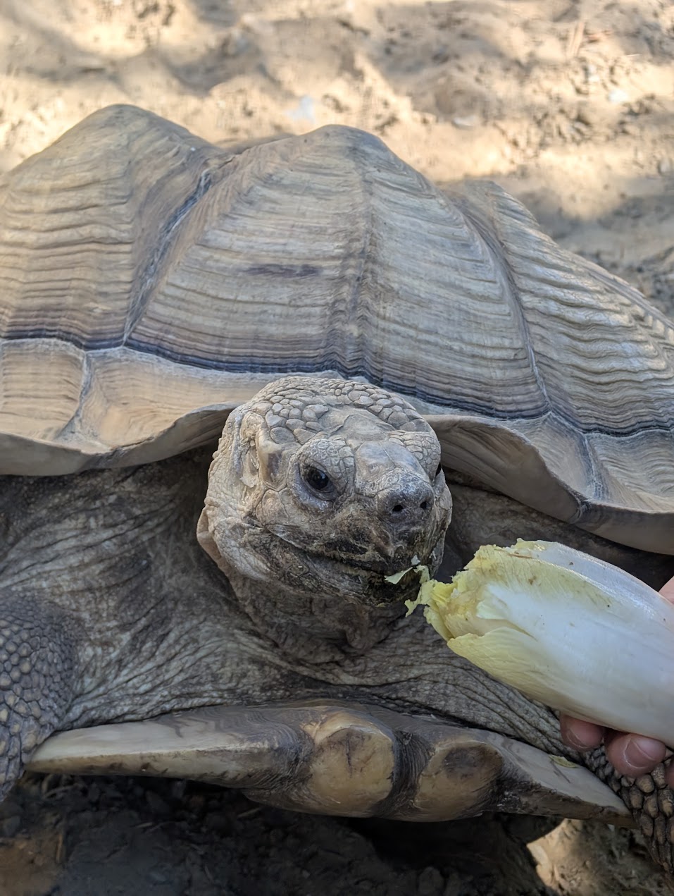 Tortue Miller Zoo