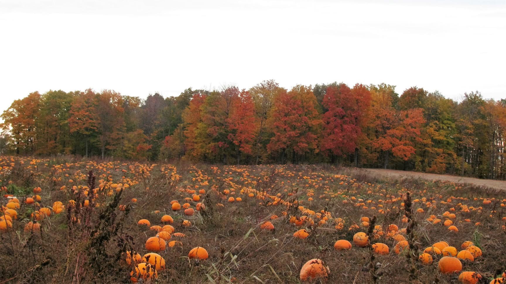 Autocueillette de citrouilles à la ferme Les Citrouillards