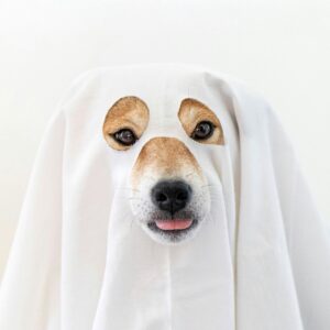 Chien costumé participant au défilé canin du Quartier DIX30 lors de l’événement Halloween 2025 sur l’Esplanade, activité familiale gratuite.