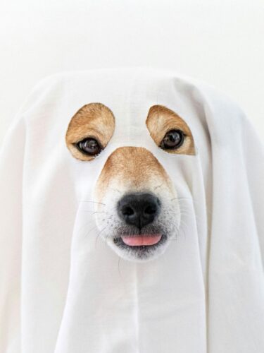 Défilé canin au Quartier DIX30 : gratuit et festif