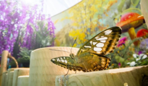 Papillon tropical volant librement dans la volière de BFLY Laval