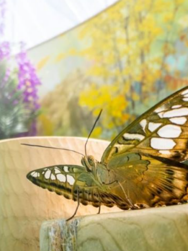 BFLY Laval : La nouvelle expérience familiale incontournable