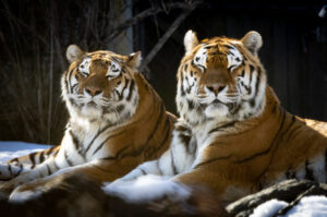 Zoo de Granby durant la relâche scolaire.