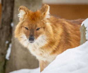 Zoo de Granby durant la relâche scolaire.