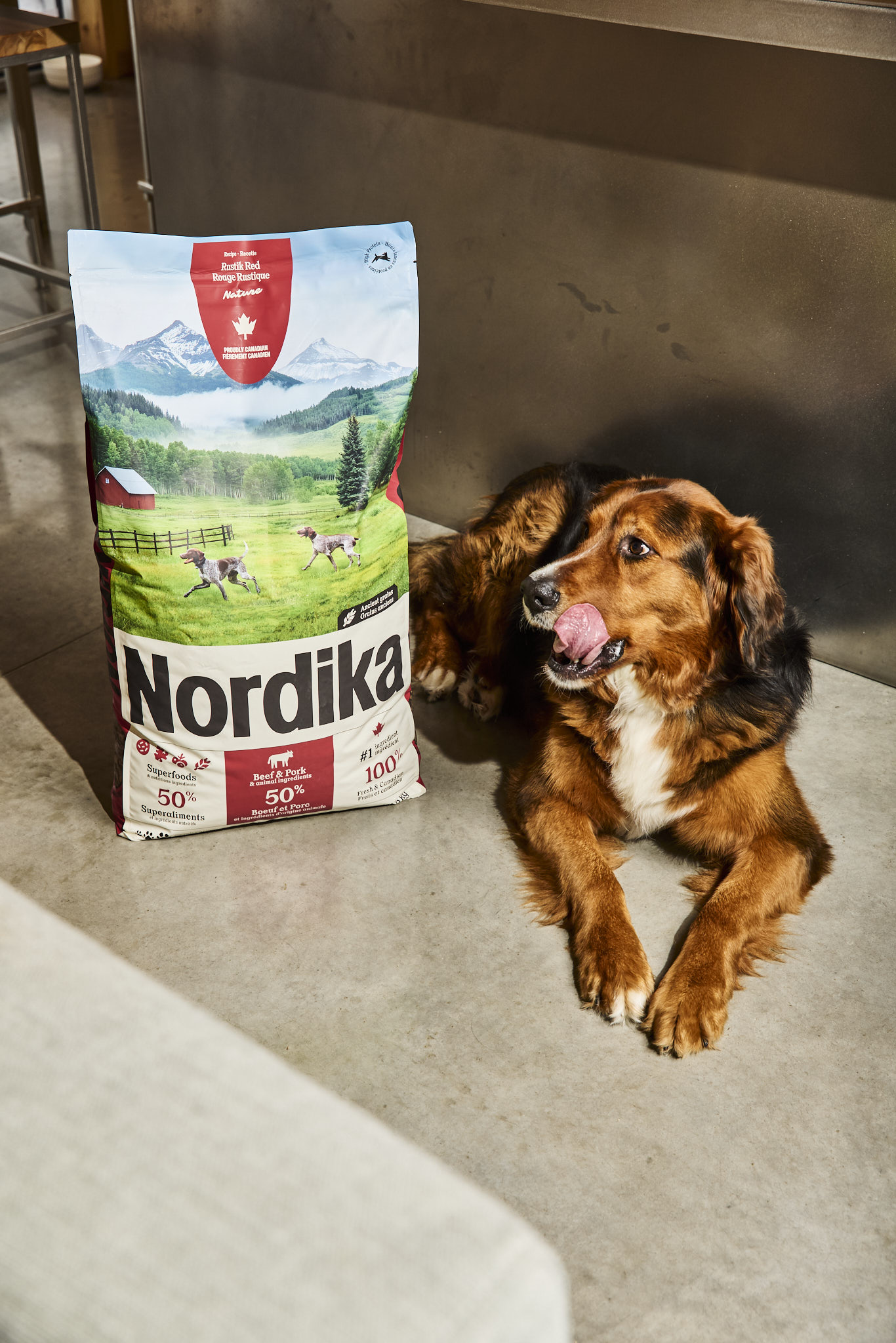 Nordika, nourriture pour chiens, produits québécois, santé animale, chiens actifs